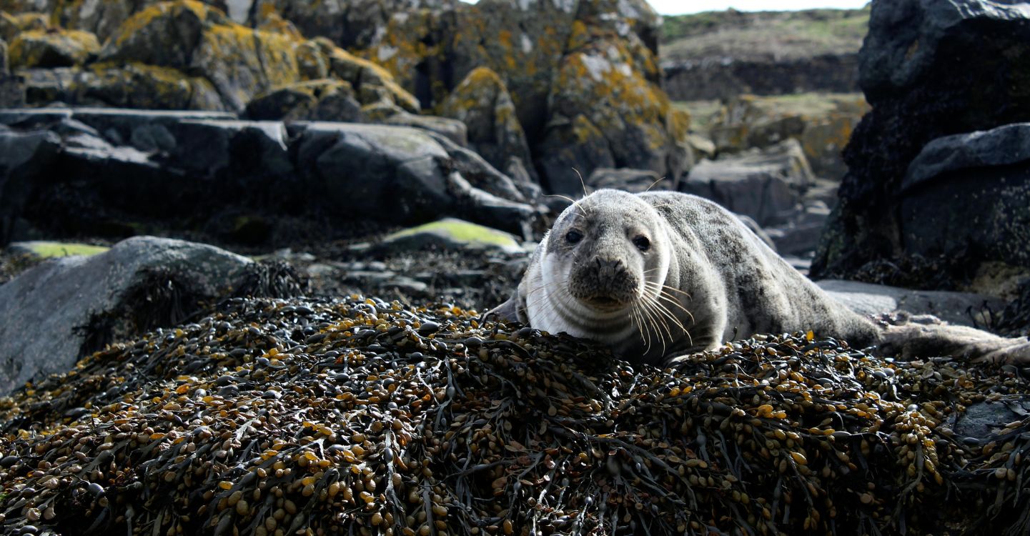 Marine Mammal Observation SOCOTEC UK