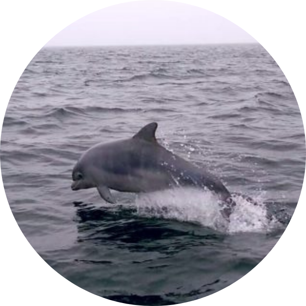 Marine Mammal Observation Dolphin SOCOTEC UK