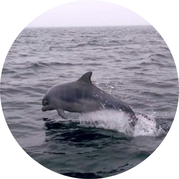 Marine Mammal Observation Dolphin SOCOTEC UK