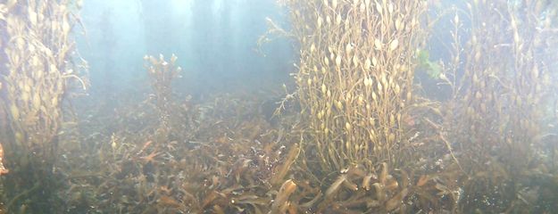 Underwater Imagery SOCOTEC