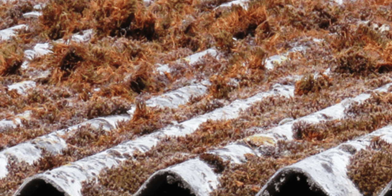 External view with moss coverage