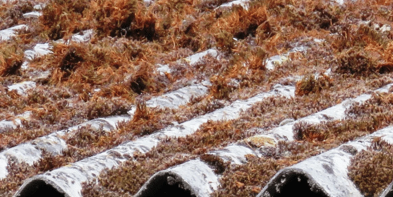 External view with moss coverage