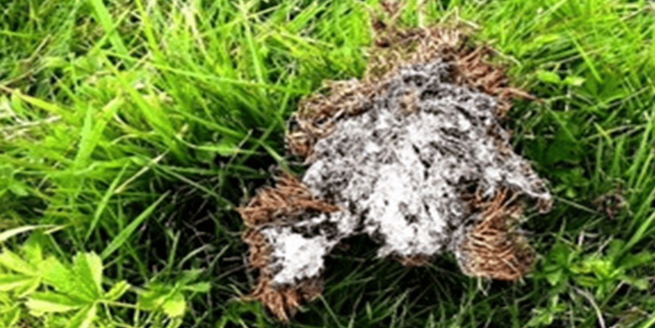 Loose moss with exposed asbestos fibres