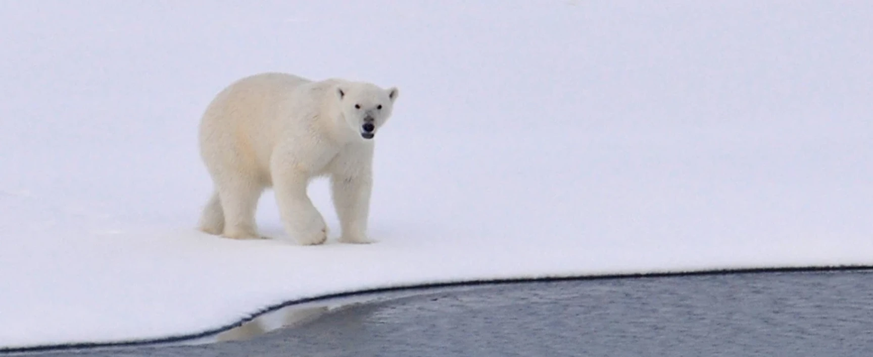 pops polar bear