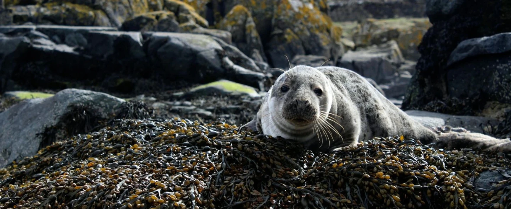 Marine Mammal Observation SOCOTEC UK